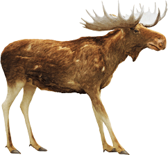 Moose